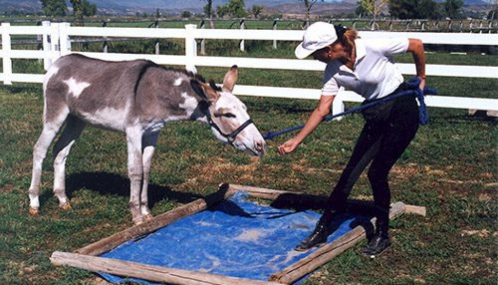 MCDonkeyTrainingP1_3