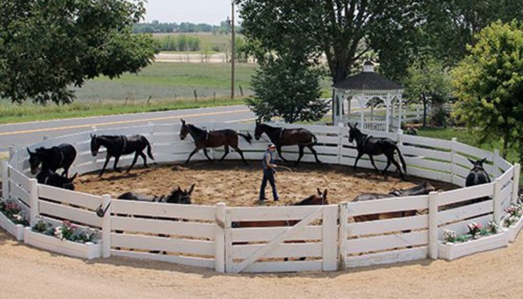 MC_RoundPen_Good Manners Photo 003