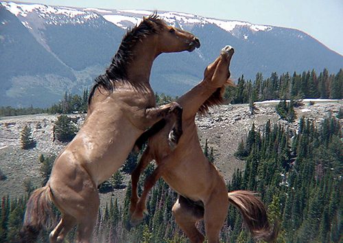 Wild horses fighting on the Pryor Mountain National Wild Horse Range