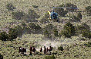 A group of wild horses are rounded up in Eureka, Nevada. (Photo: Justin Sullivan/Getty Images)