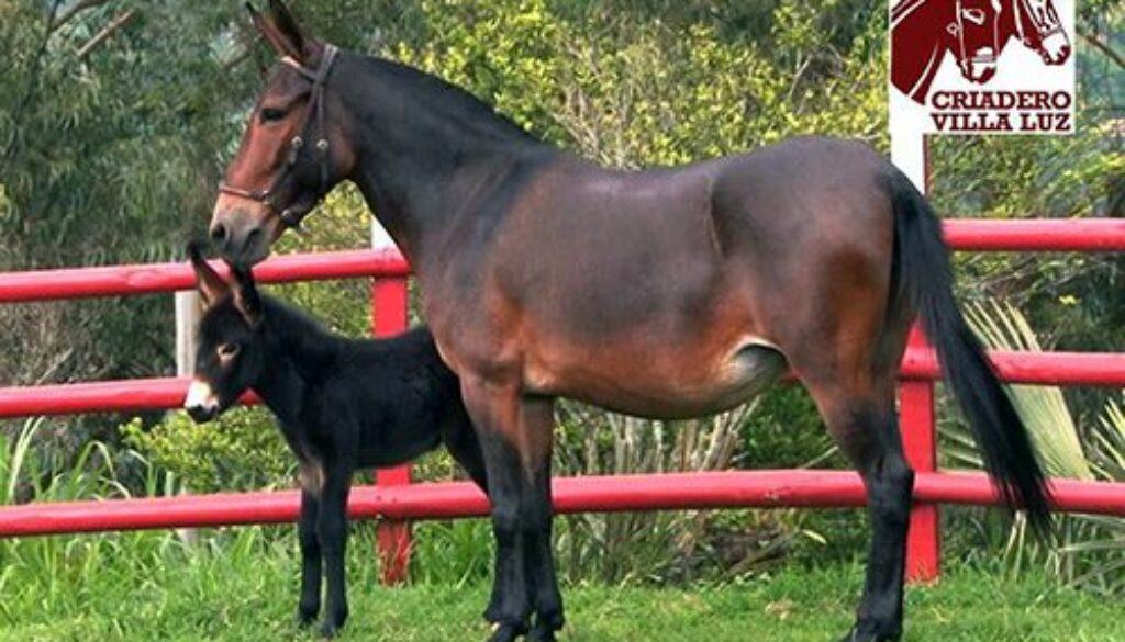 MULTIPLE FACETS OF LONGEARS HYBRID VIGOR 2024_3 MULTIPLE FACETS OF LONGEARS HYBRID VIGOR 2024_3