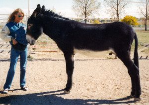 Mammoth Donkey