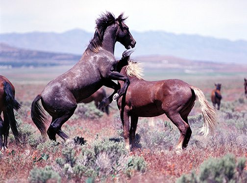 Onaqui Herd near Dugway, Utah.