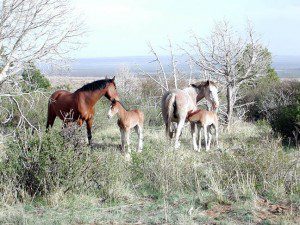 Mesa Verde Wild Horses