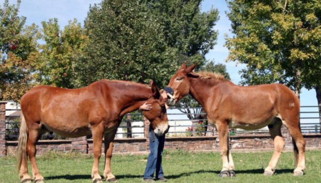 MuleAppreciationDay