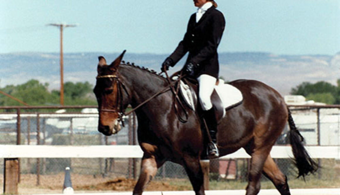 Mules-Accepted-by-U.S.E.F.-in-Dressage_6