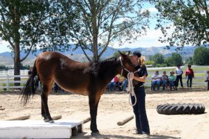 MULE CROSSING: Benefits of Postural Core Strength Training – Mule ...