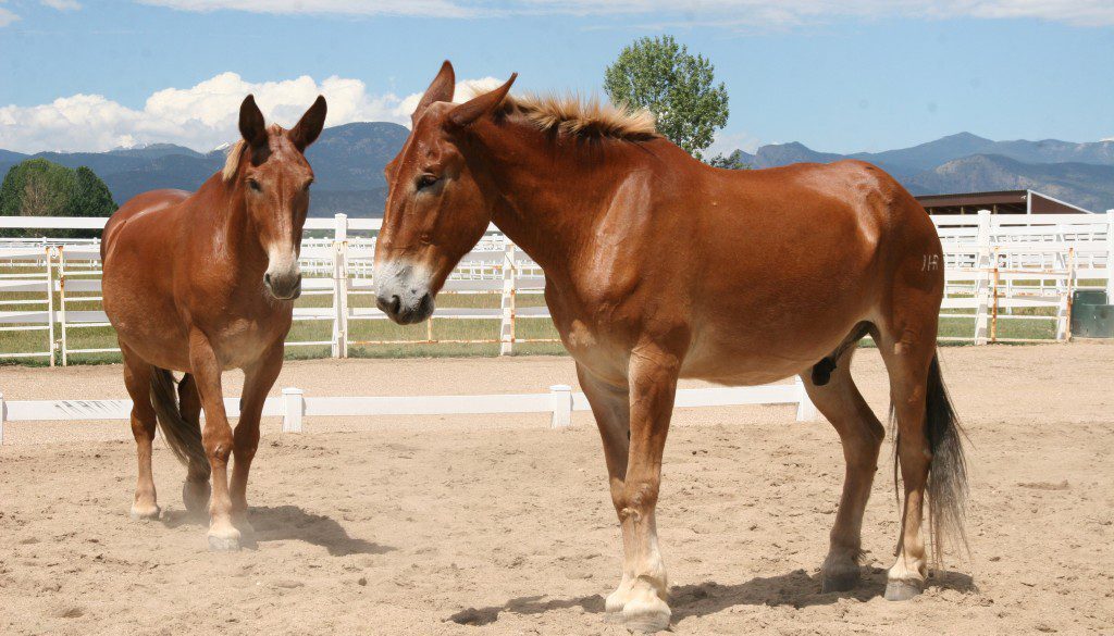 Rehabilitated draft mules Rock and Roll