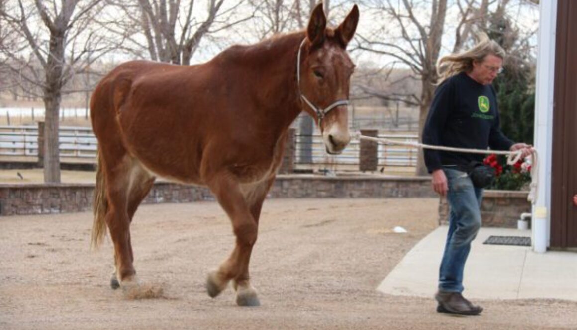 Roll Veterinarian 2-10-17 008 Roll Veterinarian 2-10-17 008