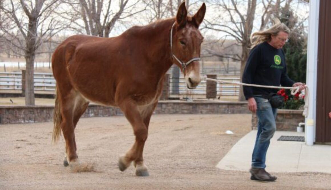 Roll Veterinarian 2-10-17 008