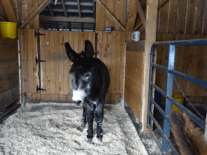 Stan the Donkey