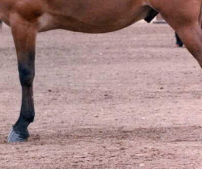 Saddle-Mule-feetCCCC