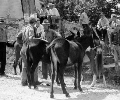 SoYouThinkYouWantAMule_3