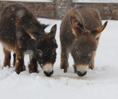 Spuds and Augie standing in the snow