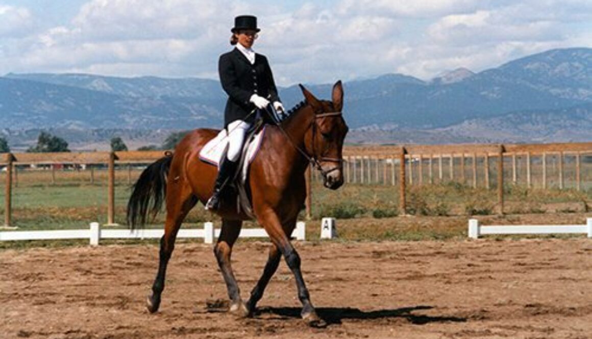 Sunny Dressage0002CC