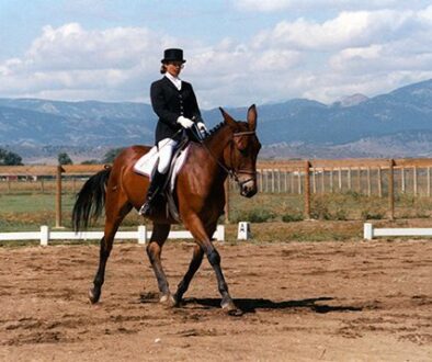 Sunny Dressage0002CC