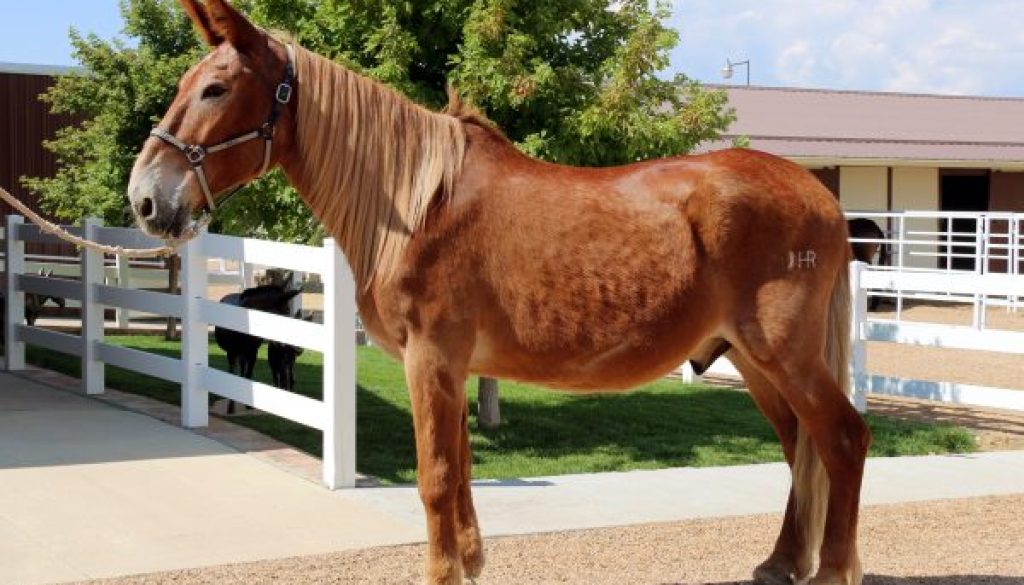 TT-16 GREAT MANES & TAILS