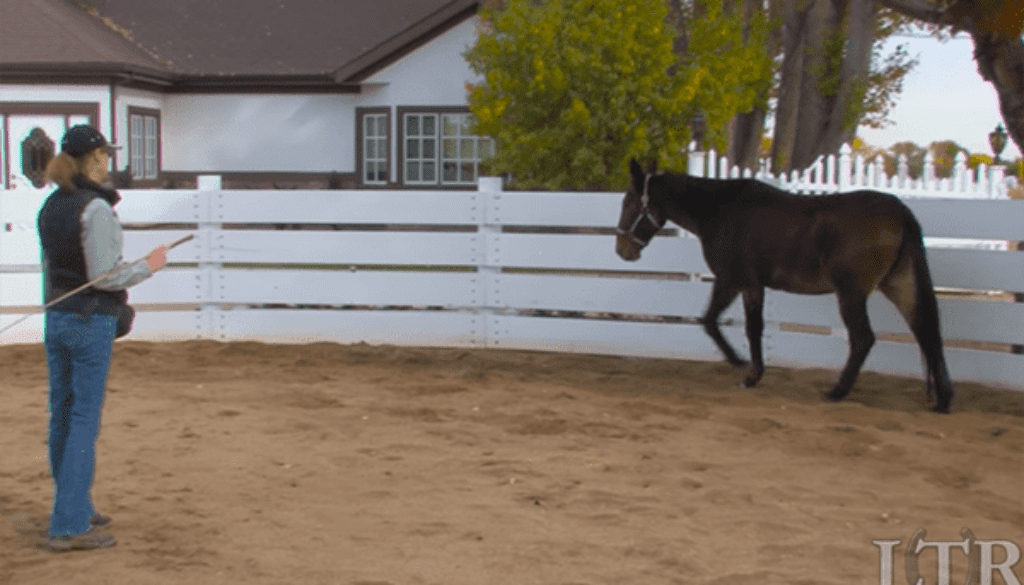 LTR Training Tip 48 Preparation for Lunging Mule, Donkey & Horse