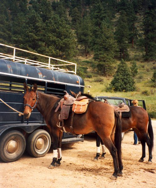 MULE CROSSING: On the Trail with Mules – Mule, Donkey & Horse Training ...
