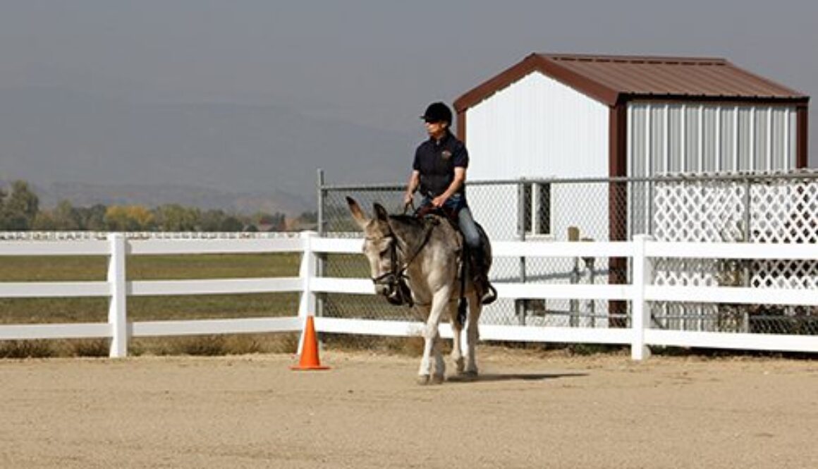 WDDRiding in the Open Arena10-6-20_27