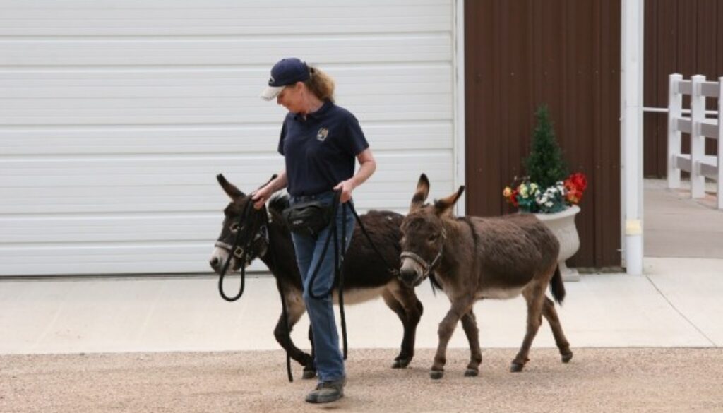 WN-SA061015-Minis Grooming 6-10-15 012