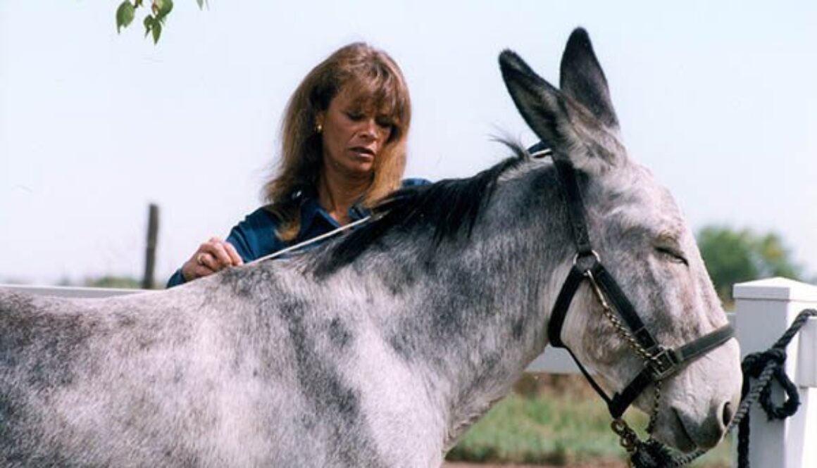 mule training – Mule, Donkey & Horse Training with Meredith Hodges