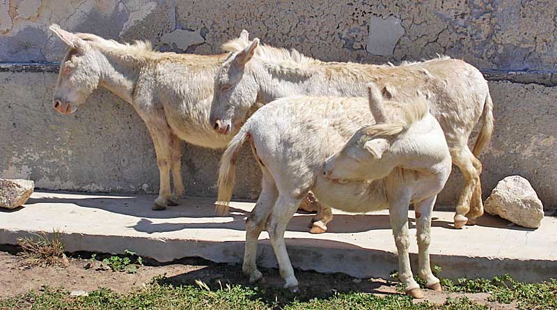 albino-donkeys-assinara-800x445