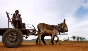 donkey-cart