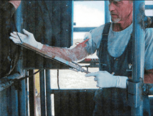 Photo of a veterinarian with a chain ecraseur being used during an ovariectomy.