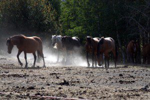 wild horses