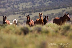 Some of the wild horses near Elko, Nevada that the BLM wants to round up. Photo | Kimerlee Curyl