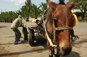 Four charities joined forces to promote global working equid welfare standards adopted this year by the World Organization for Animal Health. Photo: iStock